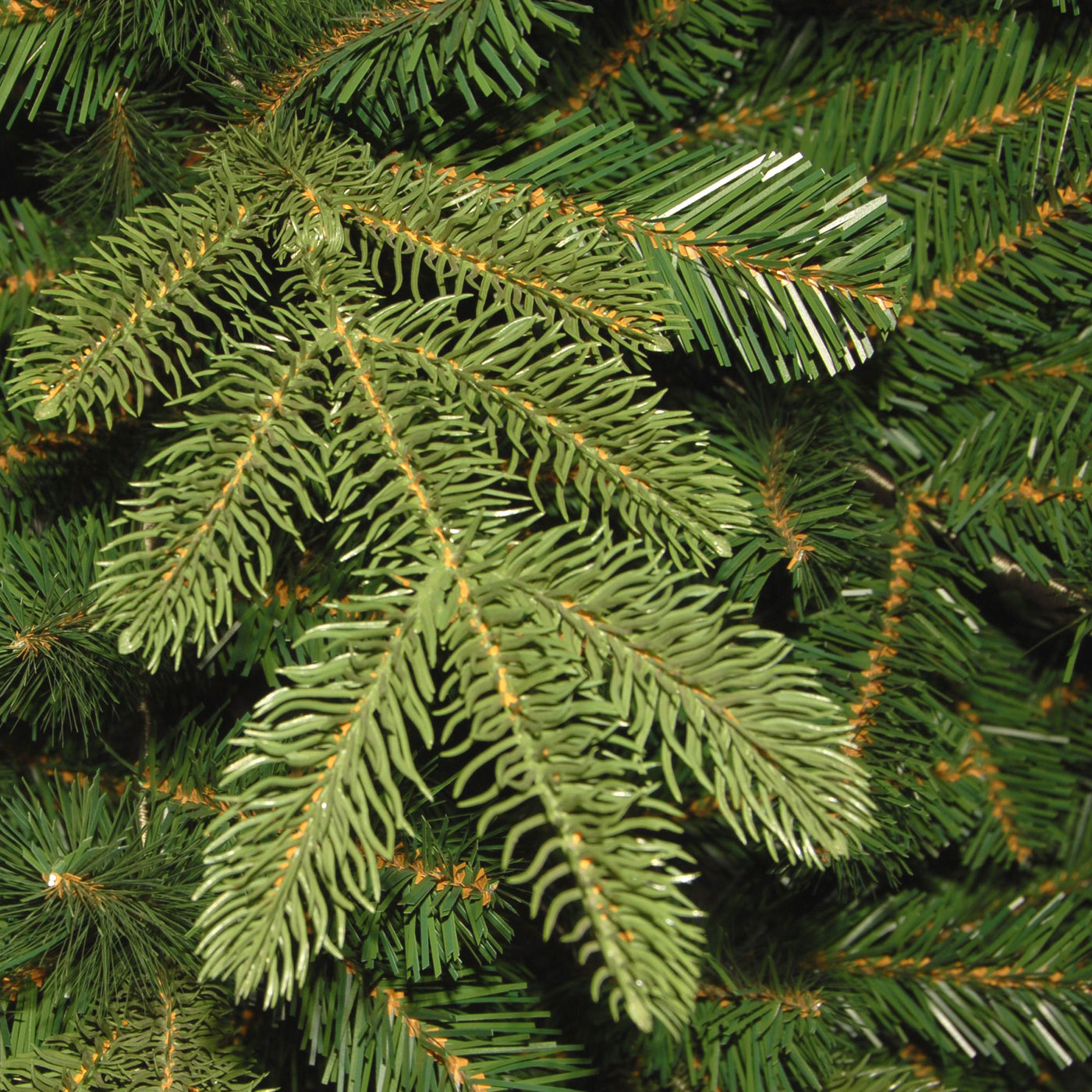 7.5 ft. Norwegian Spruce Tree
