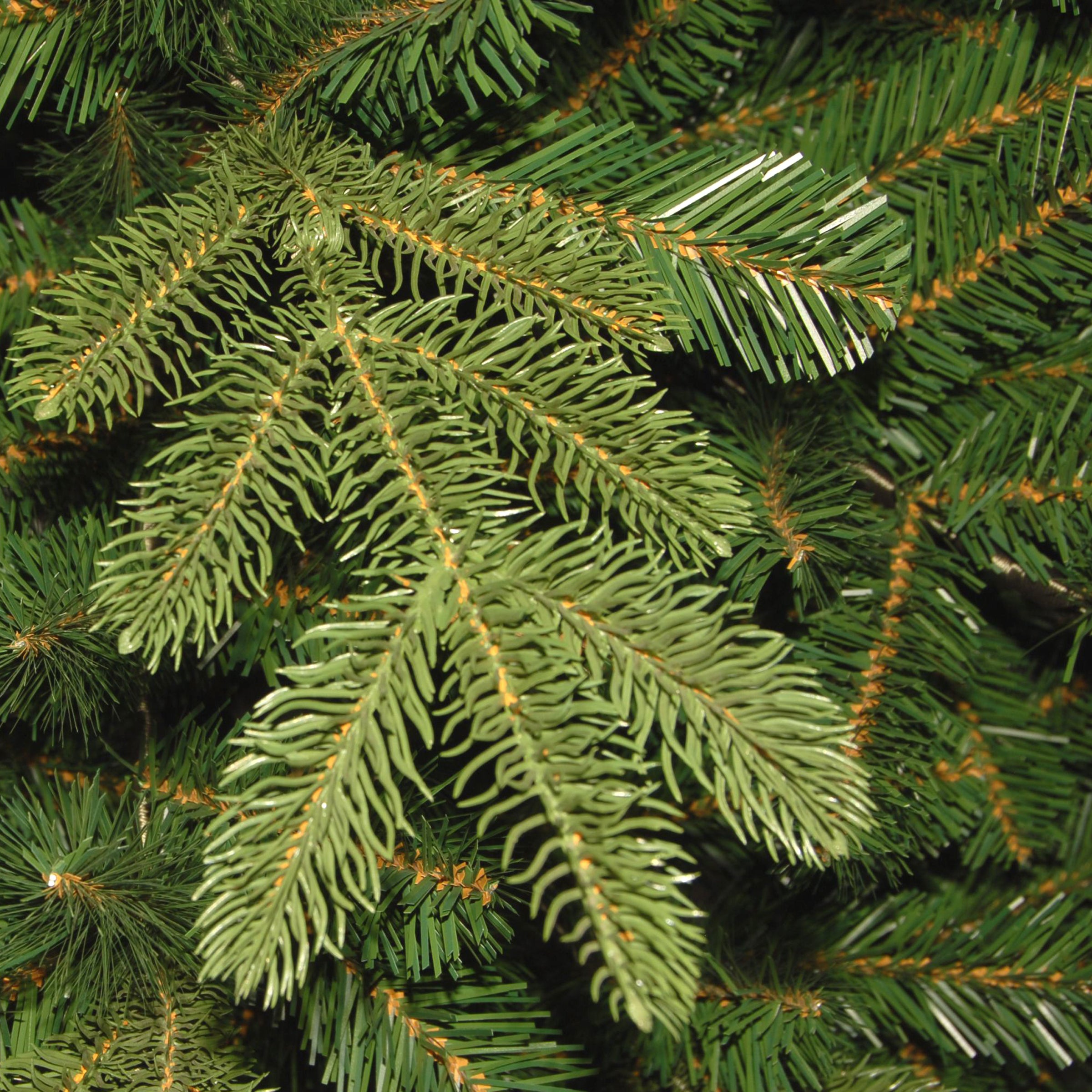7.5 ft. Norwegian Spruce Tree